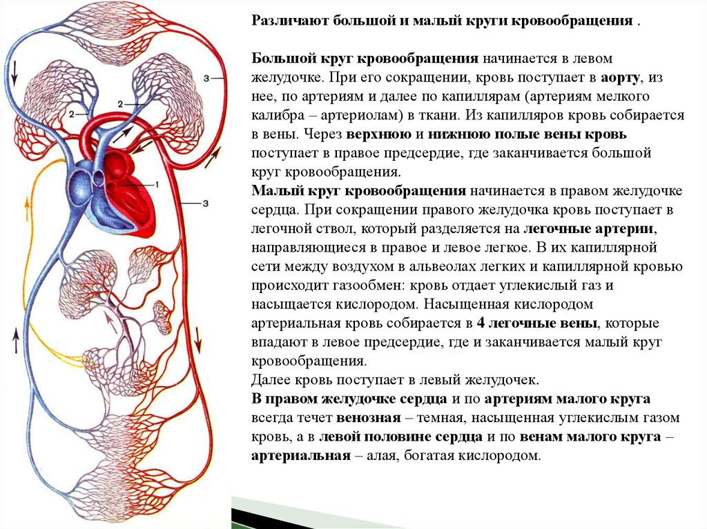 Большой и малый круг кровообращения. В большой круг кровообращения кровь направляется из. Малый и большой круг кровообращения человека схема кратко. Путь малого круга кровообращения схема. Кровеносные сосуды большого и малого круга обращения.