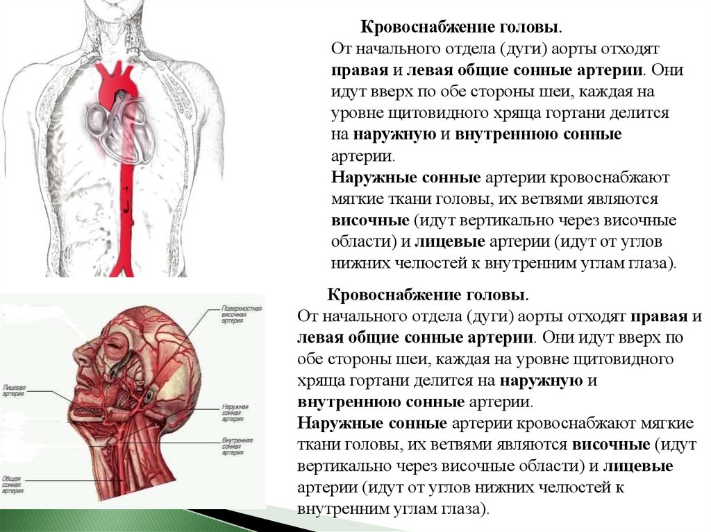 Левая сонная. Левая общая Сонная артерия. Область кровоснабжения левой общей сонной артерии. Области кровоснабжения головы и шеи. Левая общая Сонная артерия отходит.