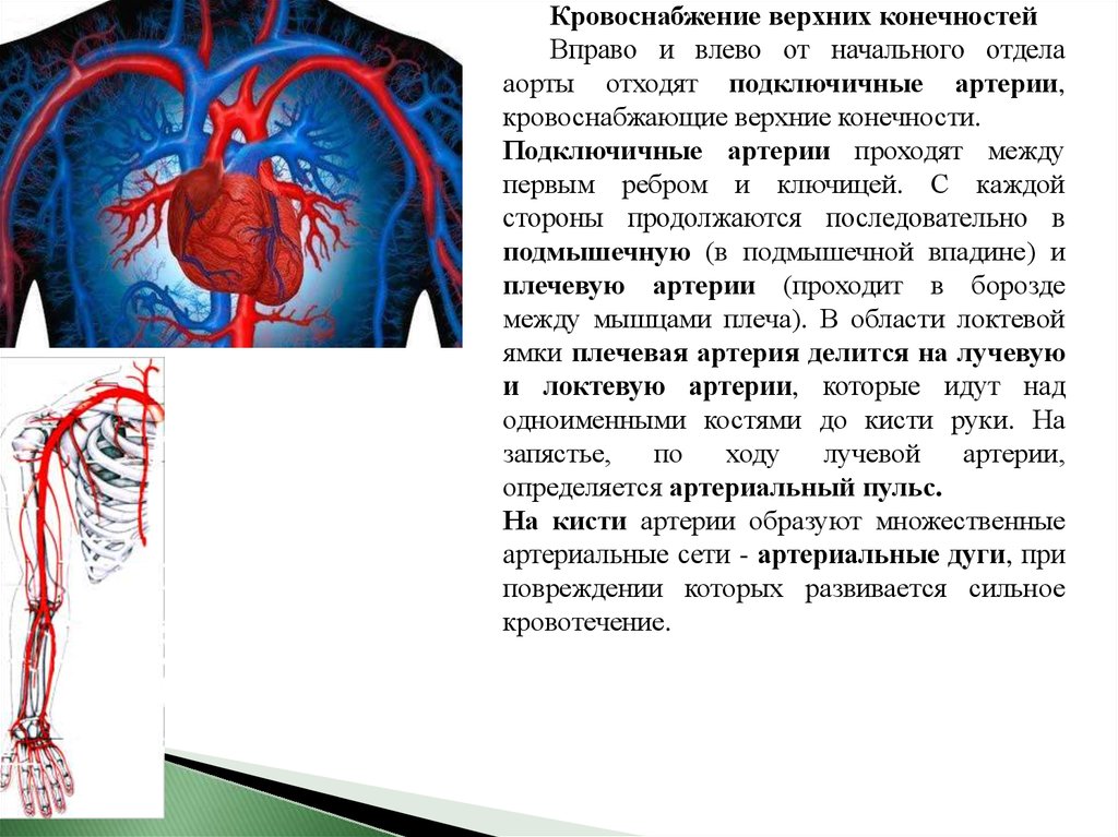 Артерии верхней конечности анатомия презентация