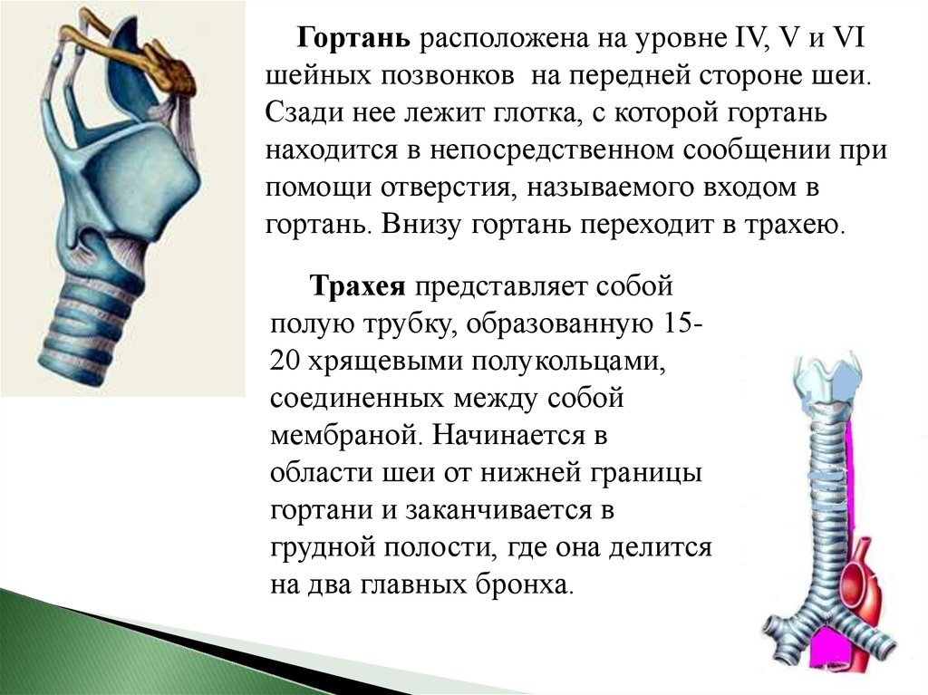 Находится на уровне в 4. Гортань расположена на уровне шейного позвонка. Гортань расположена на уровне. Гортань располагается на уровне позвонков.