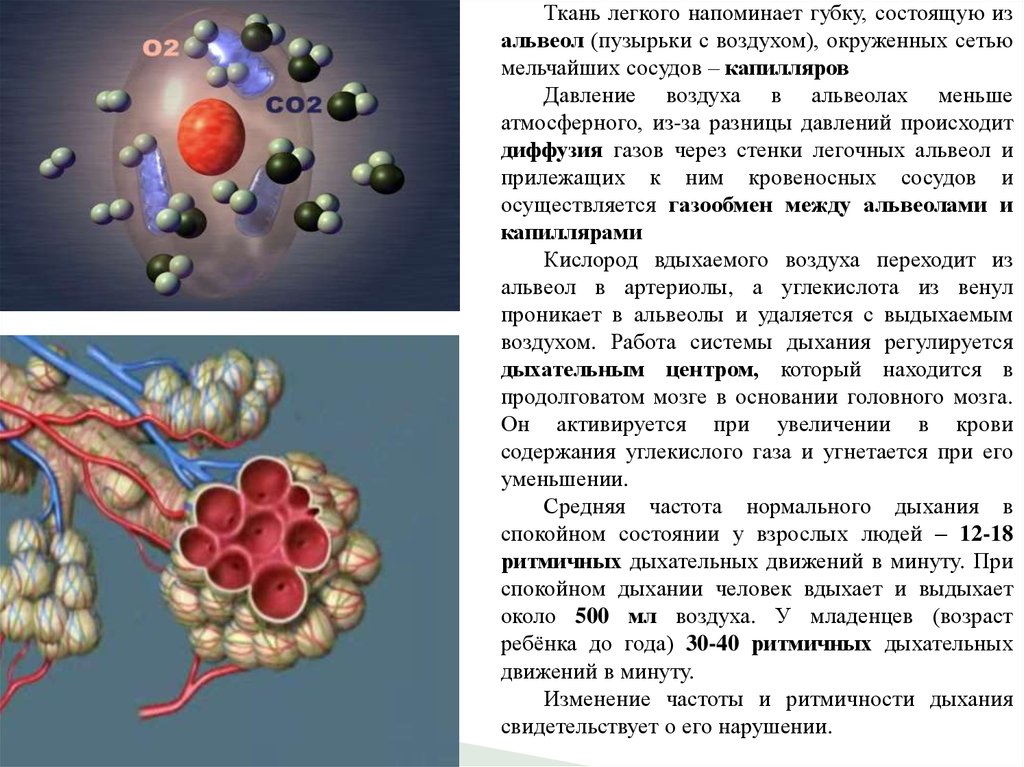 Установите последовательность этапов транспорта углекислого газа от клеток головного мозга до легких