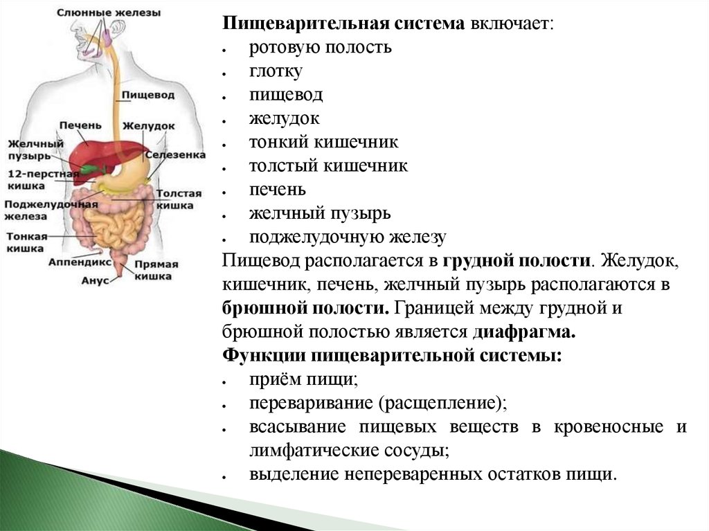 Глотка пищевод желудок двенадцатиперстная кишка. Пищеварительная система желчный пузырь анатомия. Пищеварение строение пищеварительной системы. Функции пищеварительной системы анатомия. Система пищеварения структура и функции.