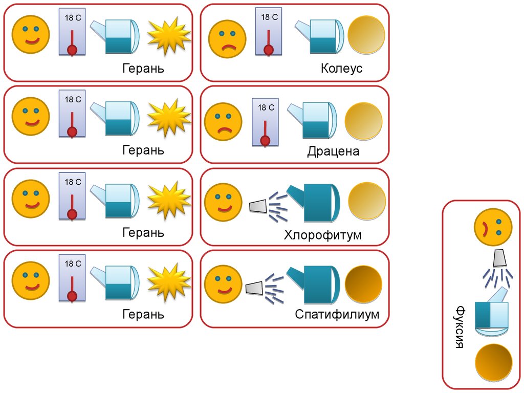 Паспорт комнатных растений в детском саду для всех групп в картинках