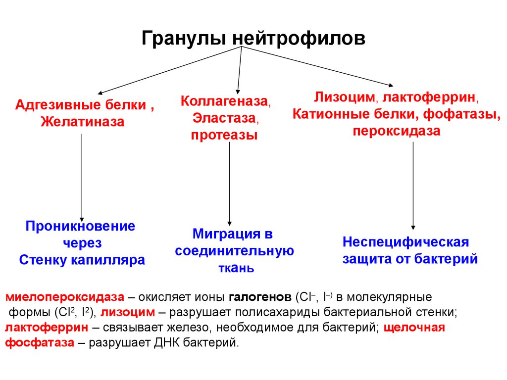 Катионные белки. Состав гранул нейтрофилов. Содержимое специфических гранул нейтрофилов. Гранулы гранулоцитов. Гранулы нейтрофилов содержат.