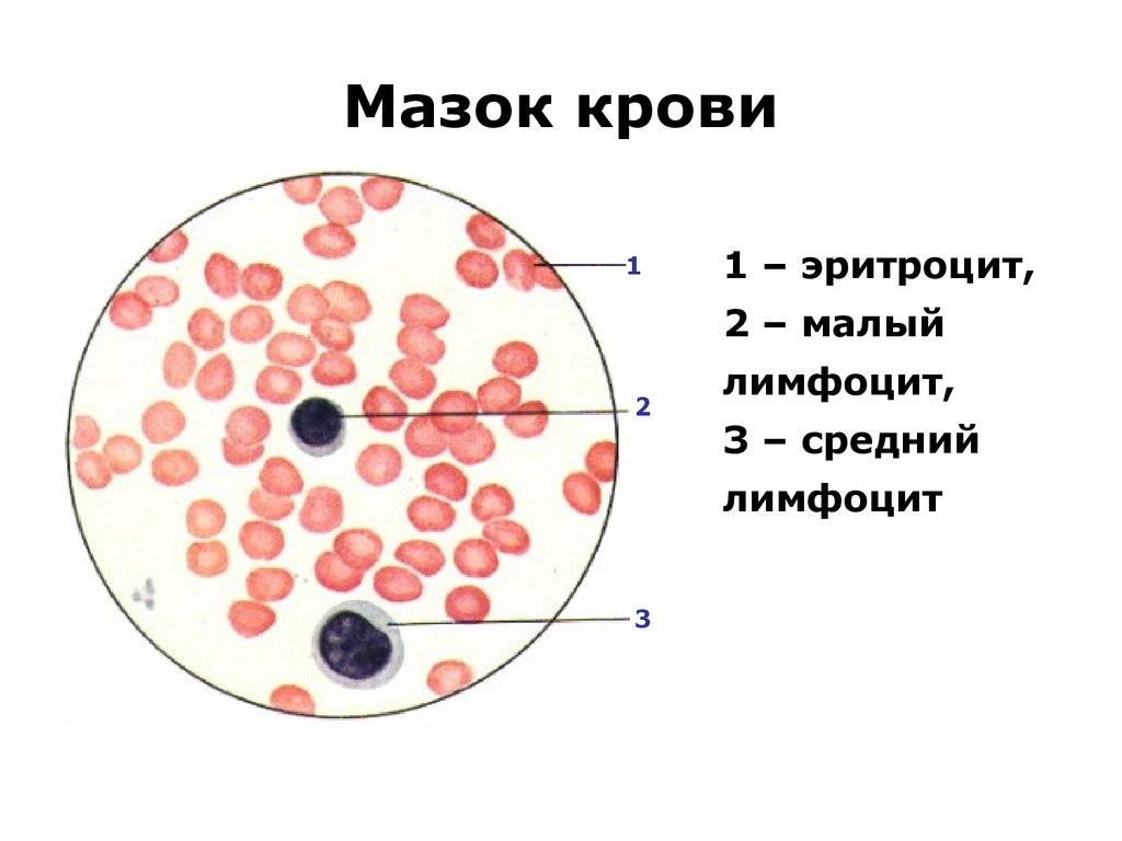 Мазок крови лягушки рисунок