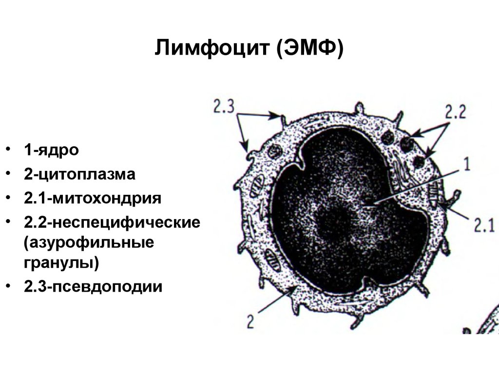 1 ядро цитоплазма. Строение т лимфоцитов. Строение лимфоцита рисунок. Строение лимфоцита человека. Лимфоциты строение.