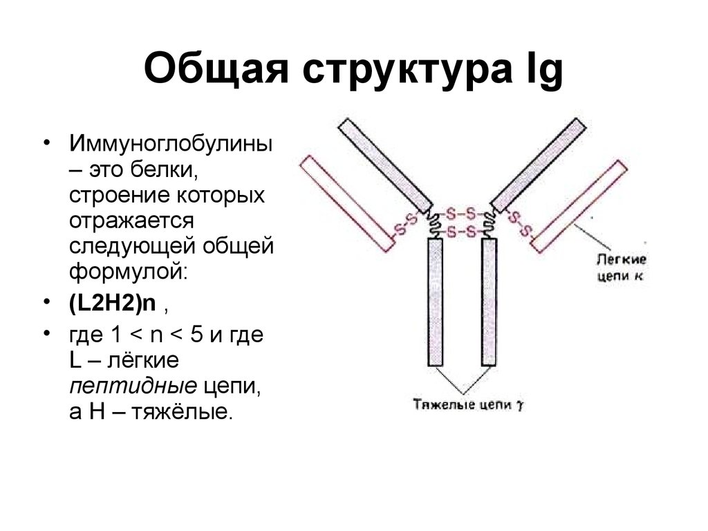 Первичный иммуноглобулин. Иммуноглобулин структура белка. Иммуноглобулин g3. Строение иммуноглобулинов биохимия. Схема строения секреторного иммуноглобулина а.