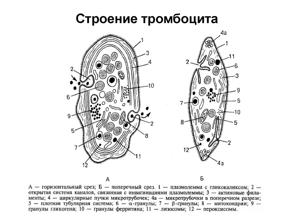 Строение тромбоцитов. Строение тромбоцита схема. Строение тромбоцитов гиаломер грануломер. Строение плазмолеммы тромбоцита. Схема ультрамикроскопического строения кровяной пластинки.