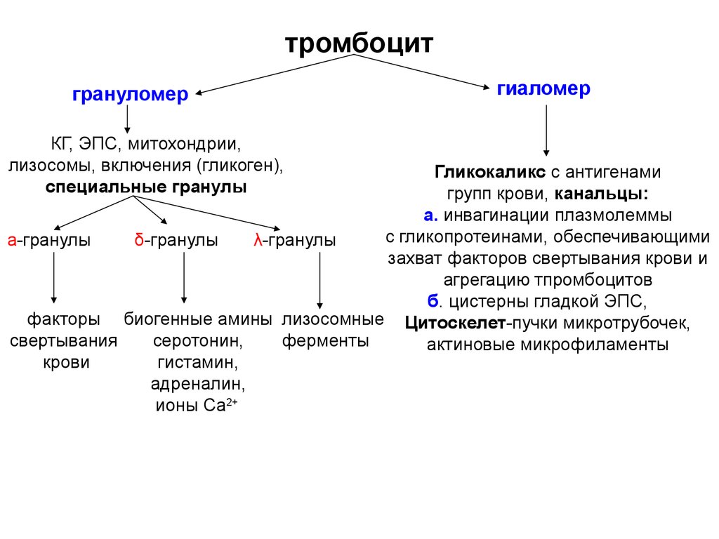 Строение тромбоцитов. Гиаломер и грануломер тромбоцитов. Строение тромбоцитов гиаломер грануломер. Тромбоцит гиаломер и гранулы. Гранулы тромбоцитов строение.