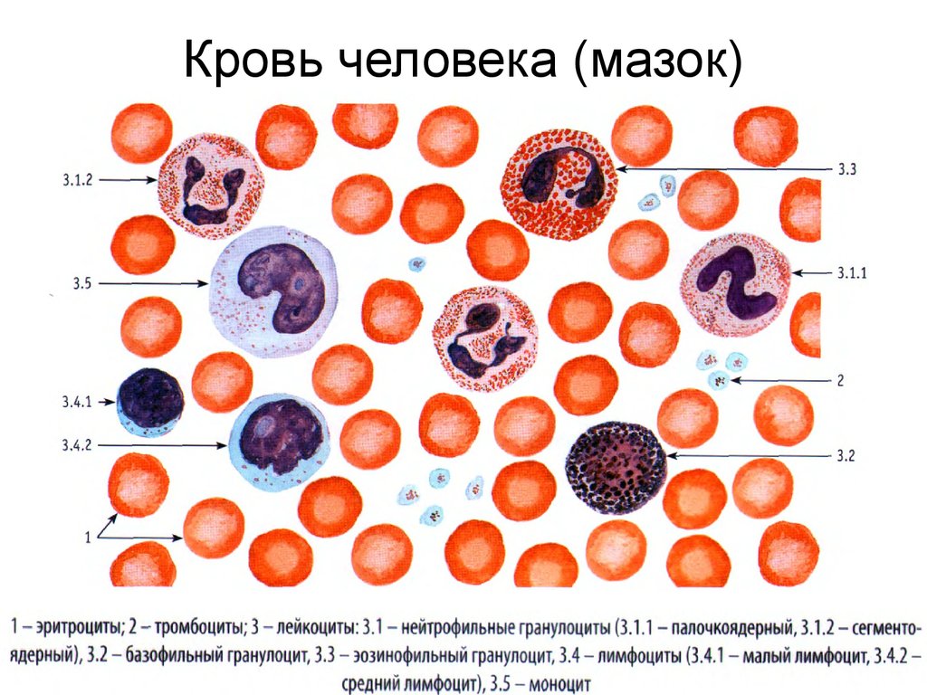 Эритроцит ткань. Форменные элементы крови гистология. Мазок крови человека гистология препарат. Мазок крови человека форменные элементы. Зарисовка форменных элементов крови мазок крови человека.