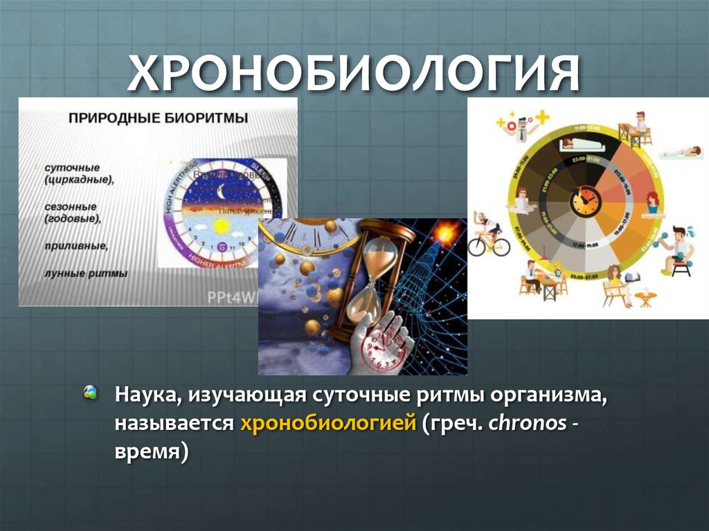 Проект биоритмы человека