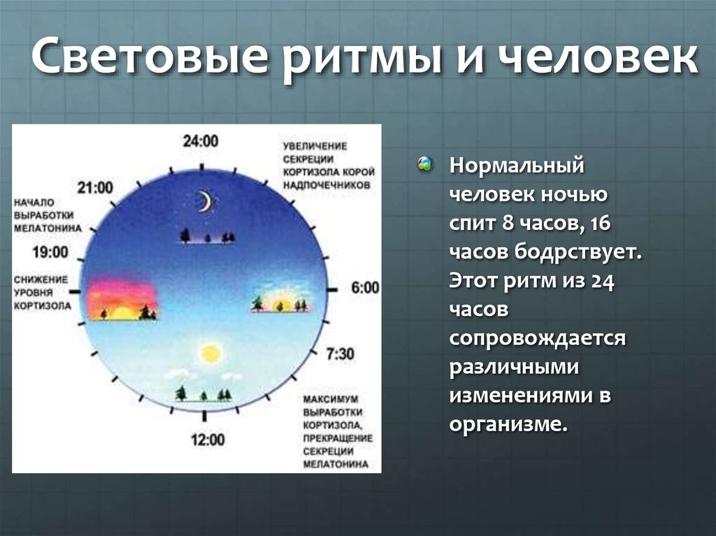 Время суток независимо. Биоритмы циркадные ритмы. Биологические часы человека. Суточные ритмы человека. Суточные биологические ритмы.