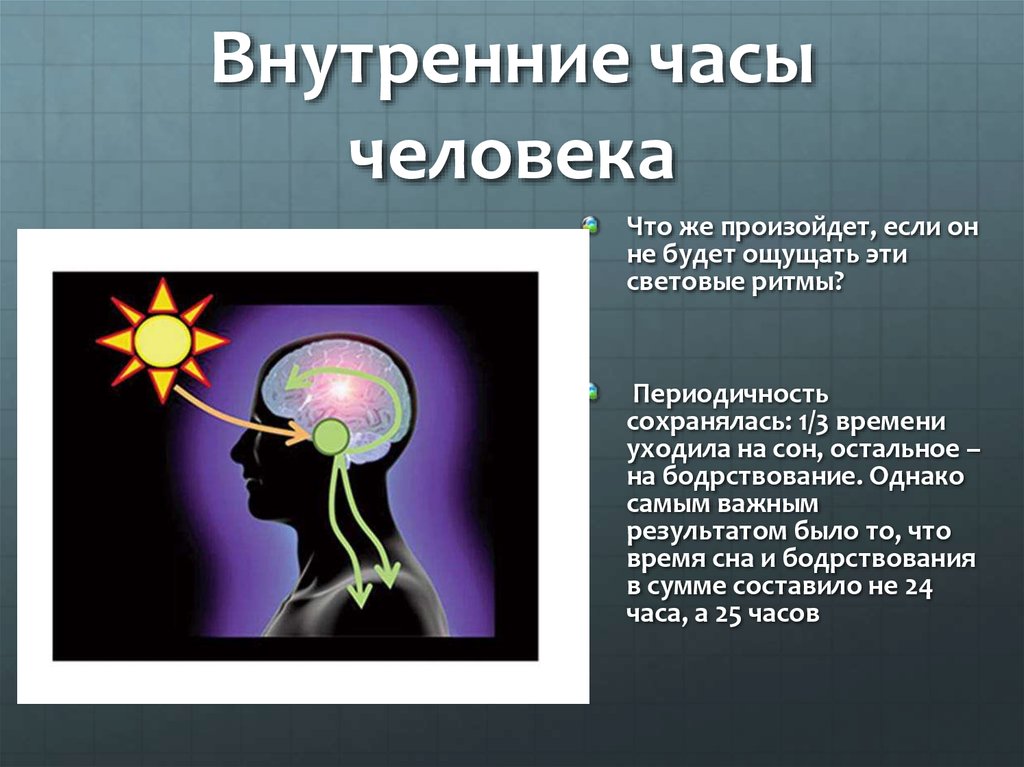 Проект по биологии биоритмы внутренние часы человека