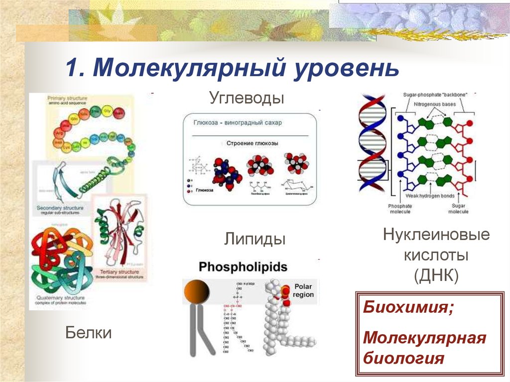 Уровни организации рисунок. Атомно молекулярный уровень организации живой материи. Молекулярный уровень организации жизни схема. Молекулярные уровни организации живой клетки. Биология 9 кл молекулярный уровень общая характеристика.