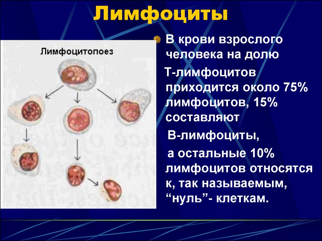 Кровь лимфоциты 45