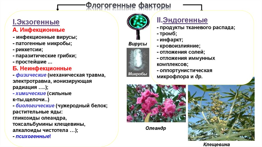 Воспаление презентация по патофизиологии