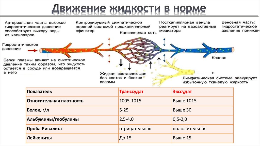 Воспаление патофизиология презентация