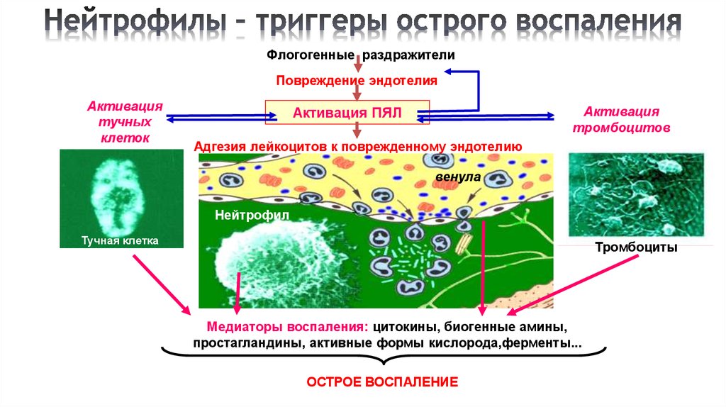 Воспаление патофизиология презентация