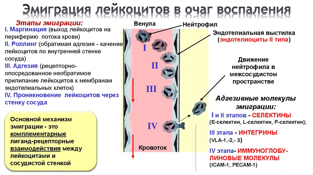 Стадия и этап. Механизмы эмиграции лейкоцитов в очаг воспаления. Эмиграция лейкоцитов в очаг воспаления. Последовательность миграции лейкоцитов в очаг воспаления. Стадии эмиграции лейкоцитов в очаг воспаления.