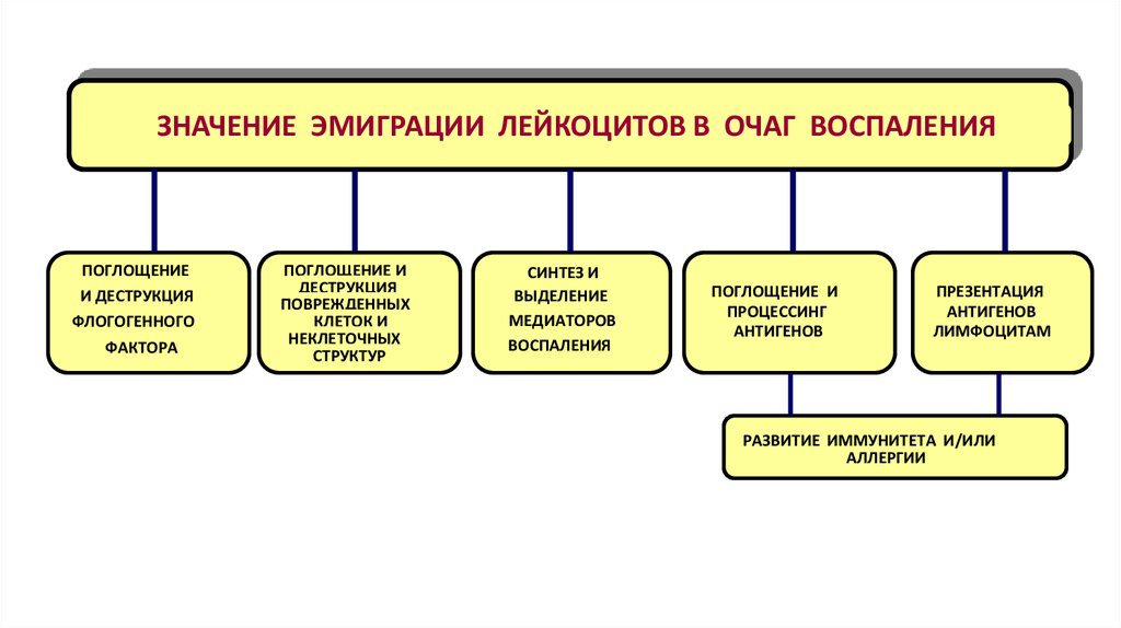 Воспаление патофизиология презентация