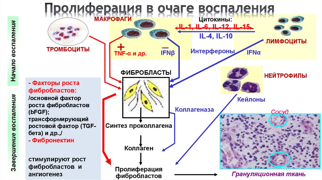 Пролиферация это простыми словами. Пролиферация воспаление патофизиология. Механизм пролиферации патофизиология. Пролиферация клеток при воспалении. Пролиферация клеток факторы роста.