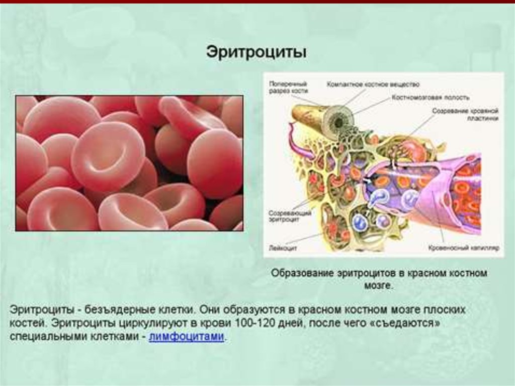 Клетки образующиеся в красном костном мозге. Образование эритроцитов в Красном костном мозге. Внутренняя среда организма. Эритроциты образуются в Красном костном мозге. Внутренняя среда организма образована.