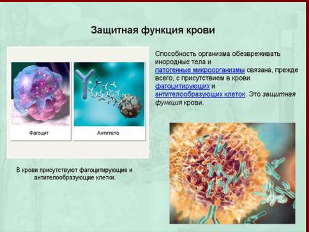 Защитные функции организма презентация