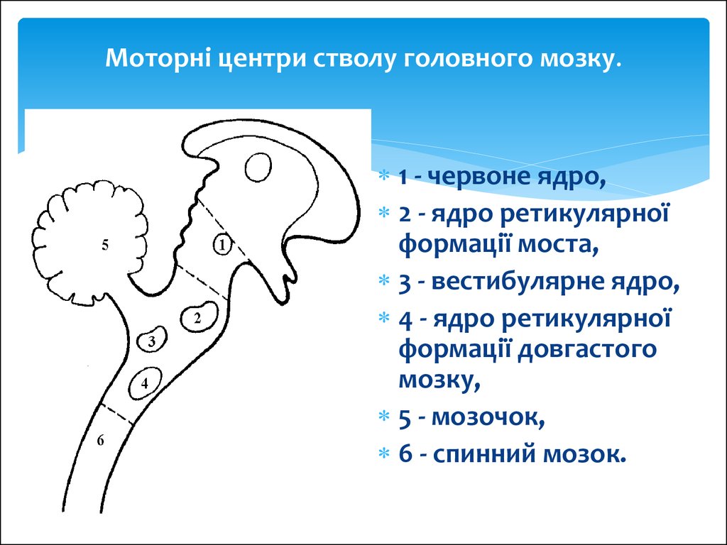 Мозга двигательные. Двигательные рефлексы ствола мозга. Двигательные центры ствола головного мозга. Двигательные функции ствола мозга. Двигательные ядра ствола мозга физиология.