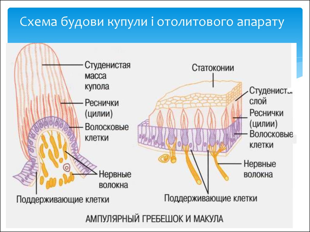 Схема строения макулы гистология