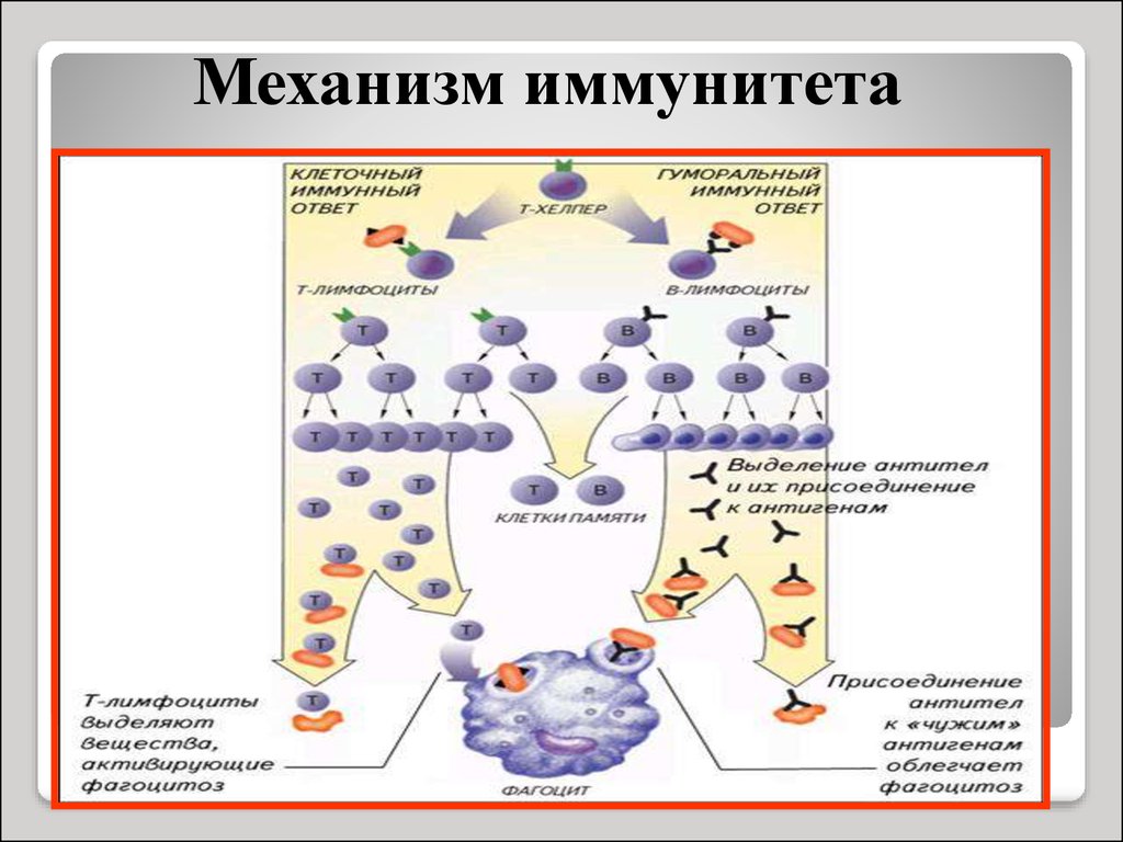 Основные клетки иммунной системы. Механизмы иммунитета. Механизм клеточного иммунитета. Механизм иммунного ответа. Механизм уничтожения клеточного иммунитета.