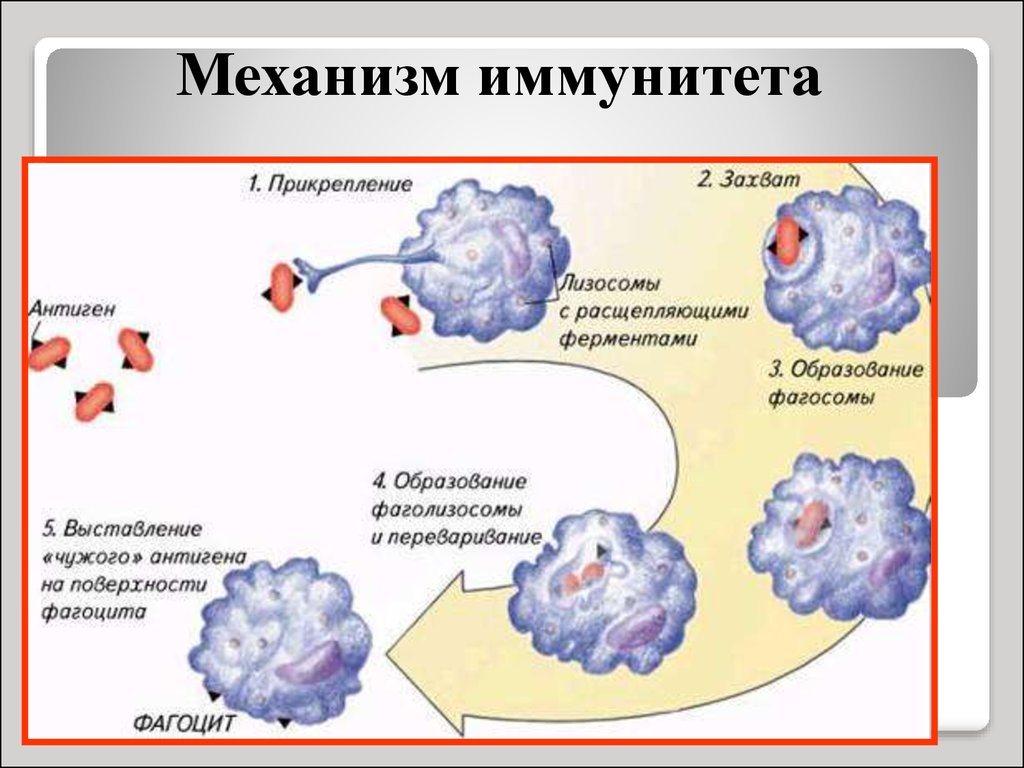 Фагоцитоз захват. Механизм иммунитета фагоцитоз антитела. Механизмы противовирусного иммунитета схема. Механизм клеточного иммунитета схема. Схема механизма образования иммунитета клеточный фагоцитоз.
