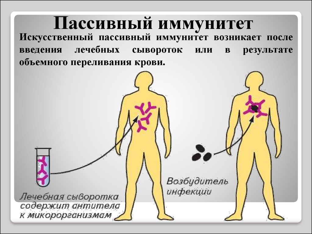 Искусственный иммунитет возникает. Искусственный пассивный иммунитет. Пассивный искусственный иммунитет возникает. Сыворотка пассивный иммунитет. Сыворотка искусственный иммунитет пассивный.