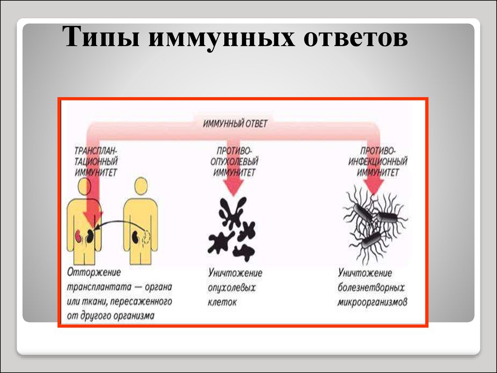 Иммунитет биология