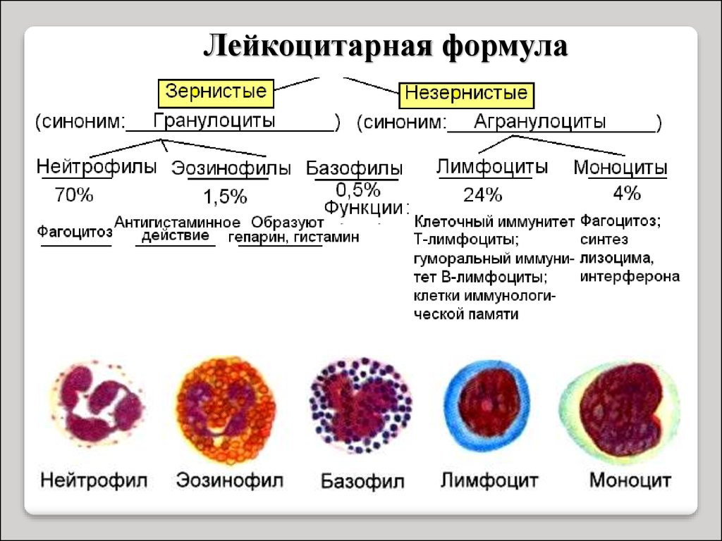 Эозинофилы как называются. Лимфоциты в лейкоцитарной формуле.