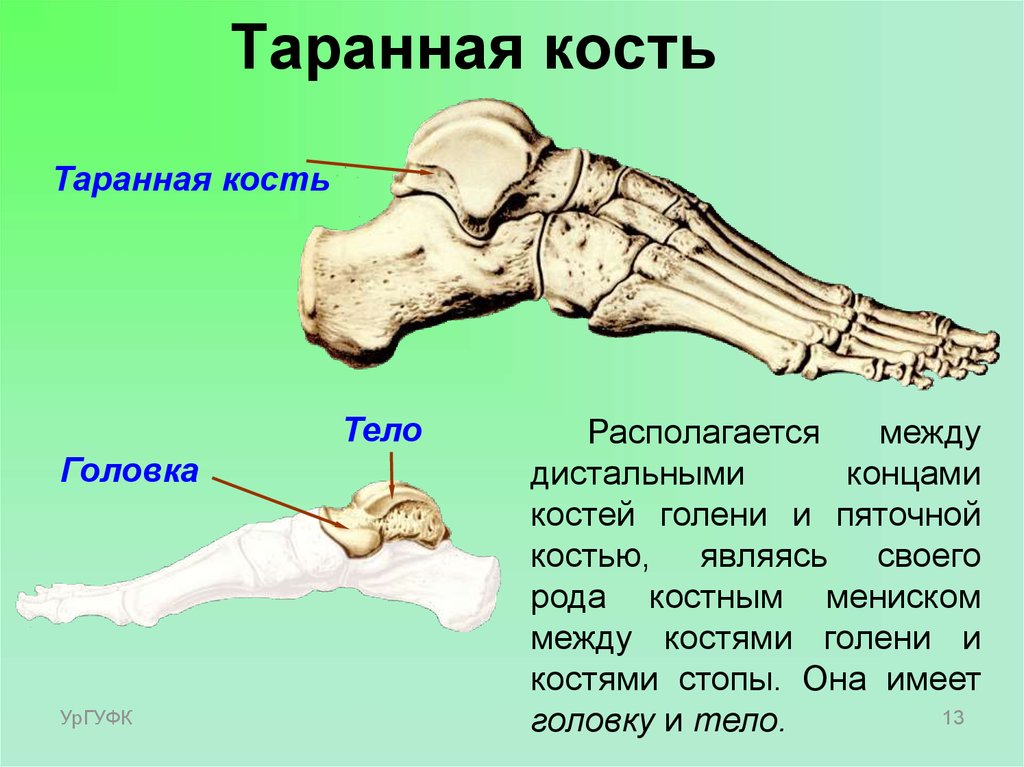 Сколько болит перелом кости. Скелет стопы таранная кость. Пяточная и таранная кость. Стопа таранная кость и пяточная. Опора таранной кости.