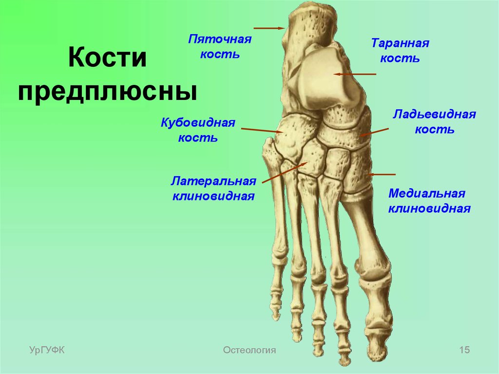 Поставить на 4 кости. Кости предплюсны стопы. Кости плюсны и предплюсны стопы анатомия. Ладьевидная кость (предплюсна). Кости стопы анатомия.