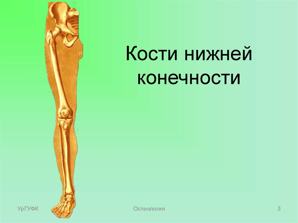 Укажите кость нижней конечности. Кости нижней конечности. Остеология нижних конечностей. Плоскость в остеологии.