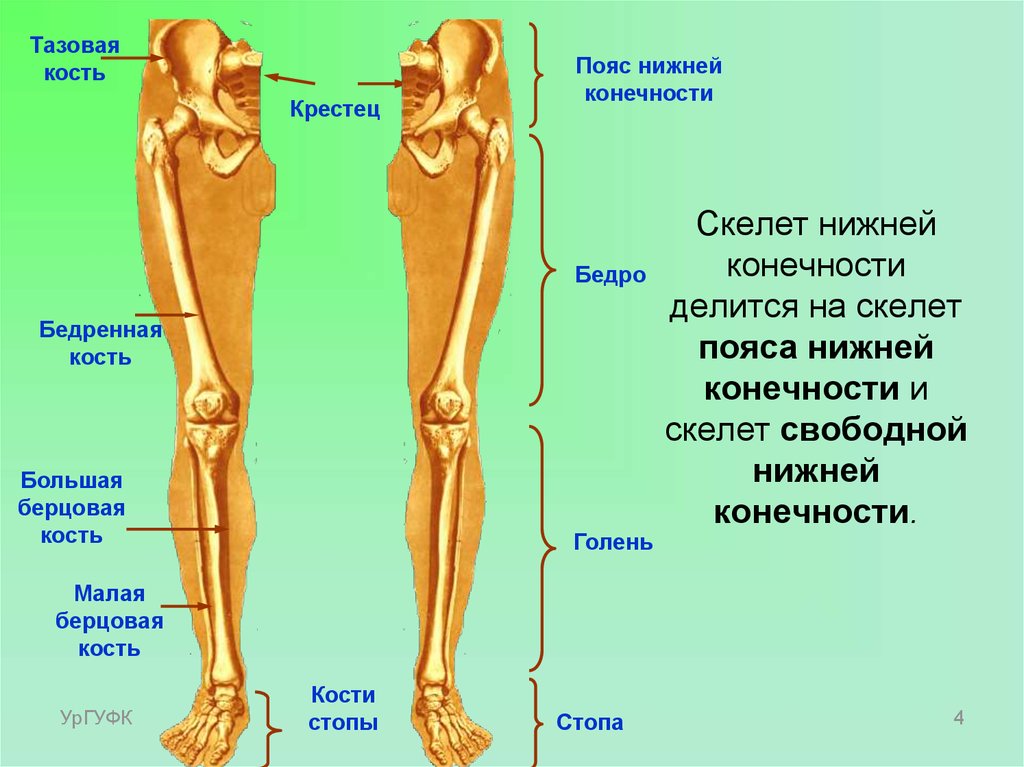 Часть ноги на б. Нога анатомия строение кости. Нижняя конечность кости ноги анатомия. Нижние конечности человека анатомия кости берцовая кость. Берцовая кость 4) бедренная кость.