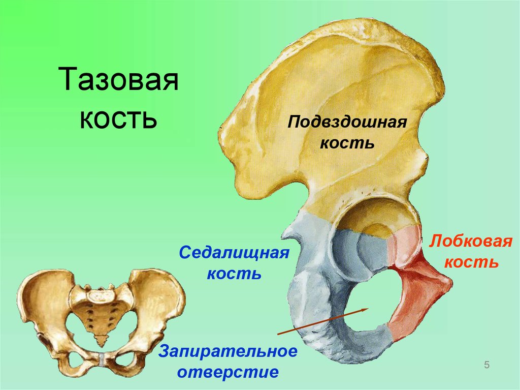Подвздошная кость тазовой кости