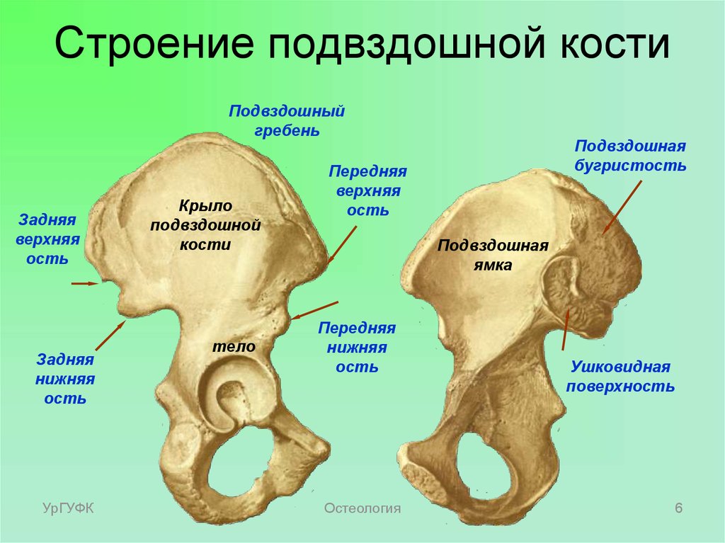 Передняя подвздошная кость. Строение крыла подвздошной кости. Гребень подвздошная кость анатомия. Подвздошная кость передняя верхняя ость. Подвздошная кость анатомия человека.