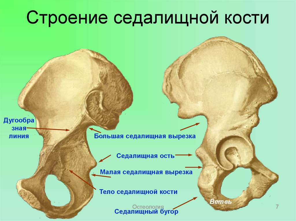 Левая седалищная кость где находится фото