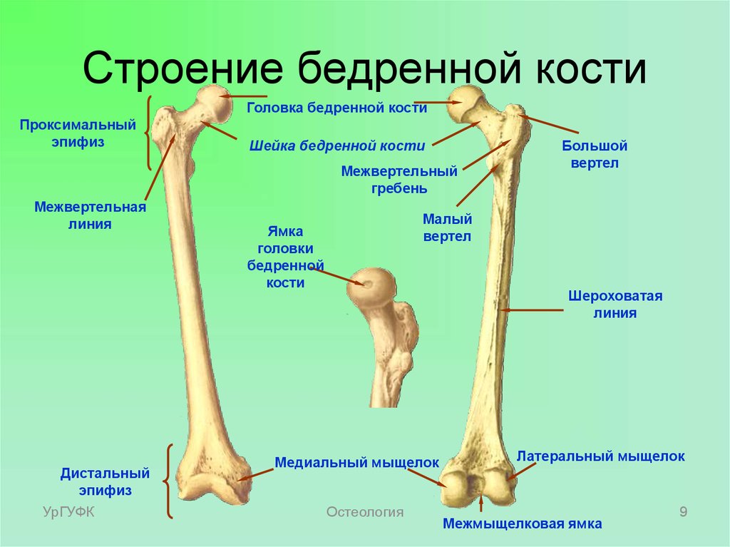 Линия гребня. Межвертельный гребень бедренной кости. Бедренная кость проксимальный и дистальный эпифизы. Проксимальный отдел бедренной кости строение. Малый вертел бедренной кости анатомия.