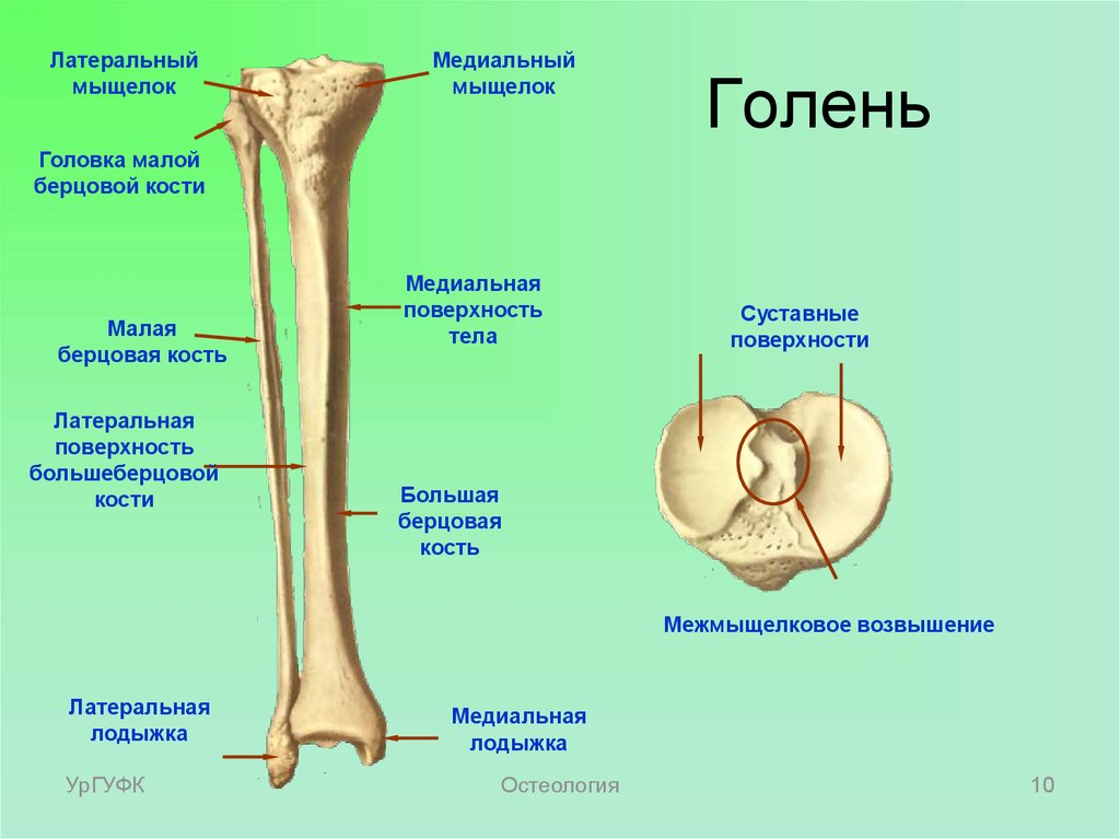Мыщелок это кость. Большая берцовая кость анатомия строение. Строение большеберцовой кости. Малая берцовая кость. Большая берцовая кость анатомия человека.