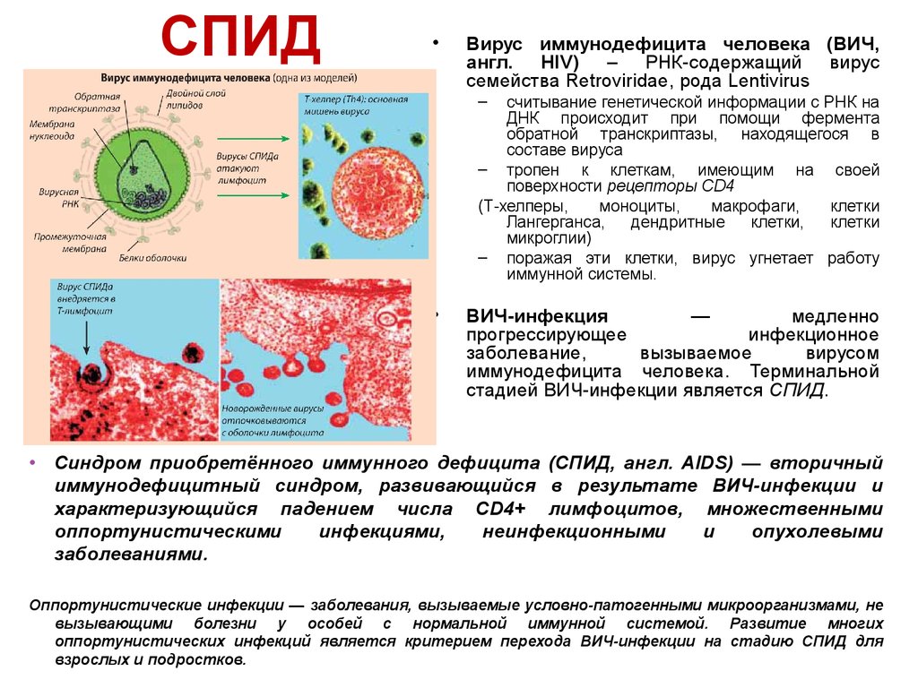 Спид вызван вирусом