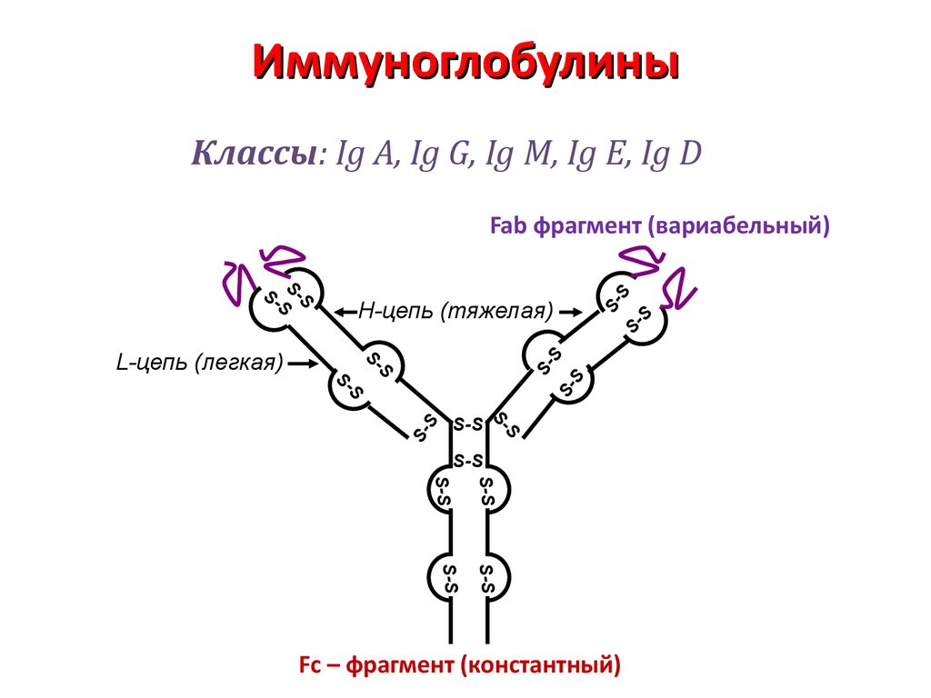 Иммуноглобулины вырабатываются. Строение иммуноглобулина g иммунология. Иммуноглобулин формула. Схема строения иммуноглобулина. Иммуноглобулин g формула.