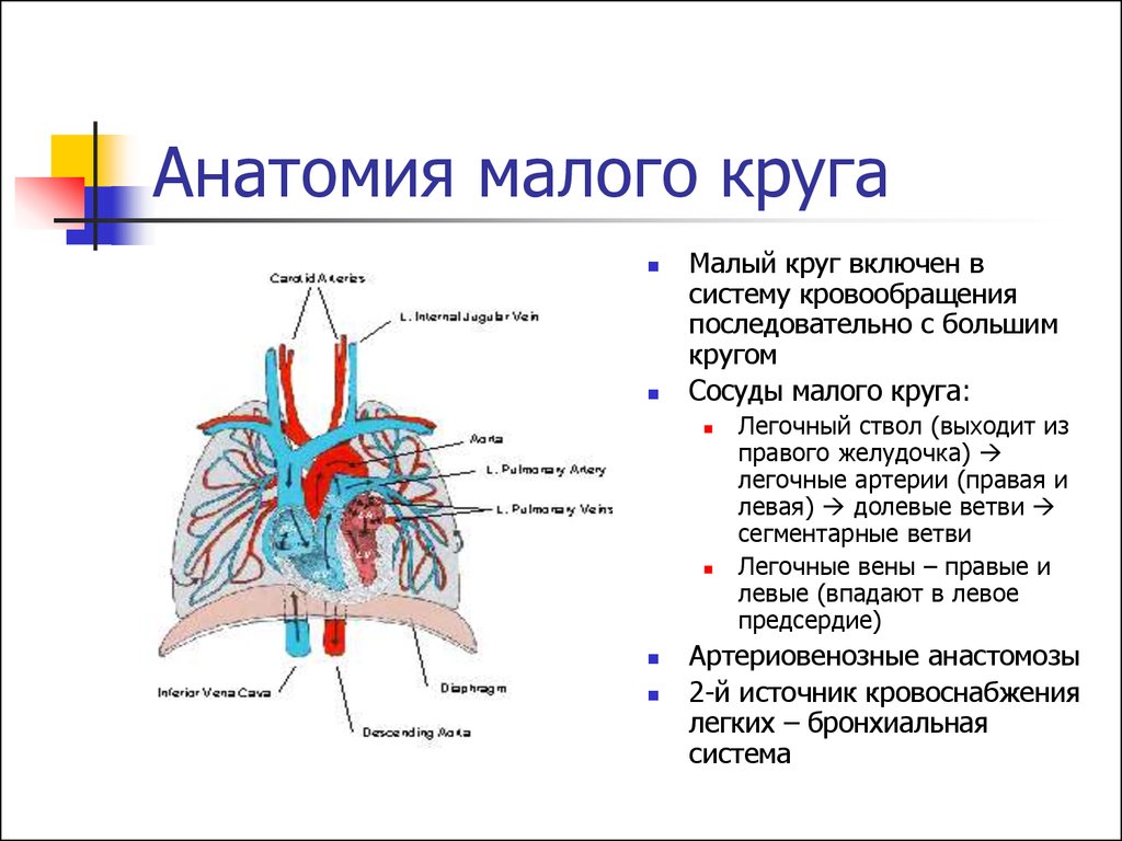 Деление легочной артерии схема