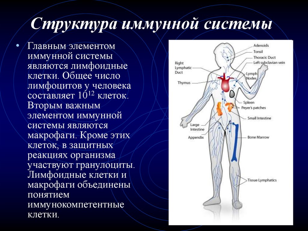 Анатомия иммунных органов. Иммунная система человека. Строение иммунной системы.