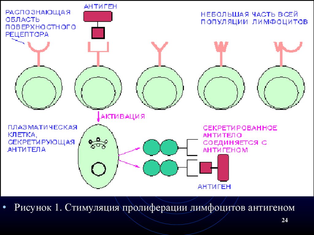 Схема подсчета лимфоцитов разных популяций с помощью проточного цитофлюориметра