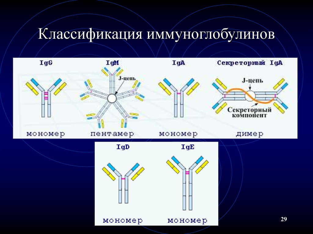 Первичный иммуноглобулин. Иммуноглобулины и антитела. Строение. Классификация. Иммуноглобулин класса а2. Схема строения секреторного иммуноглобулина а. Антитела иммуноглобулины классы иммуноглобулинов.