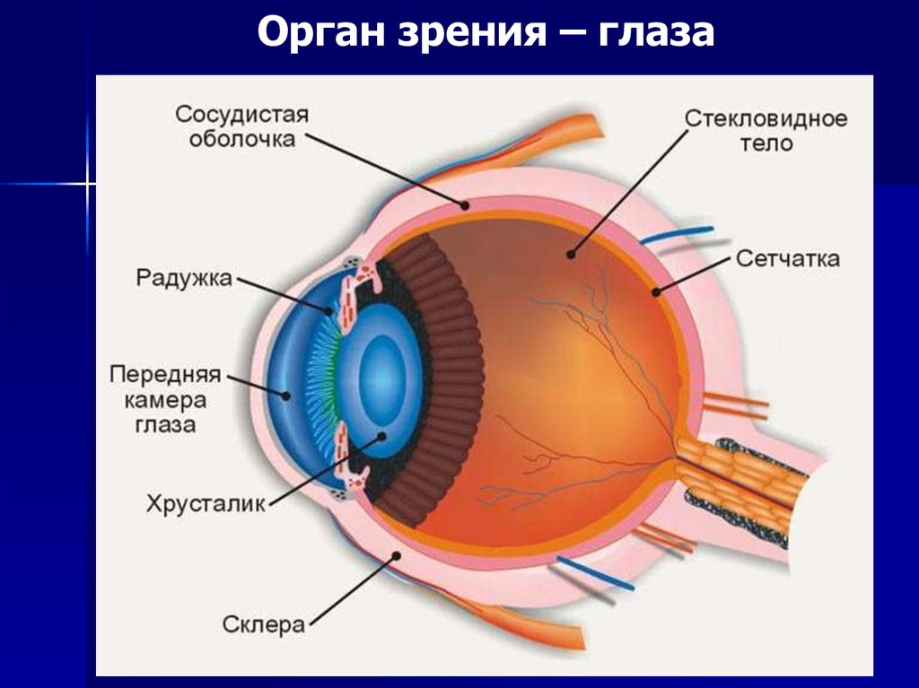 Одно из чувств человека которое испытывает наибольшую нагрузку при работе с компьютером